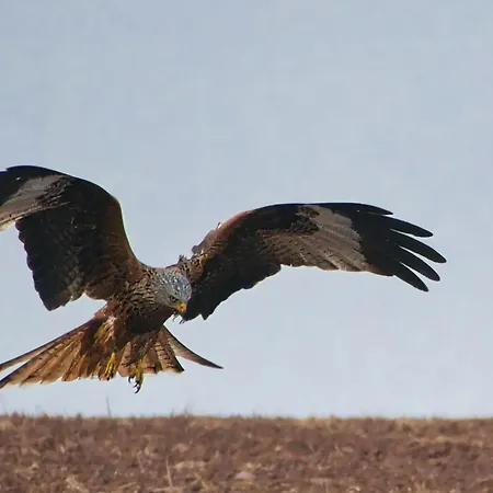 Auerhahn Ferienhaeuser Auerhahn 515 *