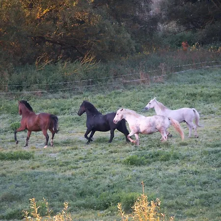 Auerhahn Ferienhaeuser Auerhahn 515 Hasselfelde