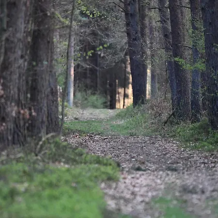 Auerhahn Ferienhaeuser Auerhahn 515 * Hasselfelde