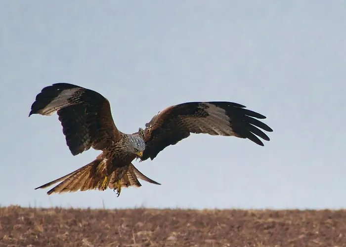 Auerhahn Ferienhaeuser Auerhahn 515 *