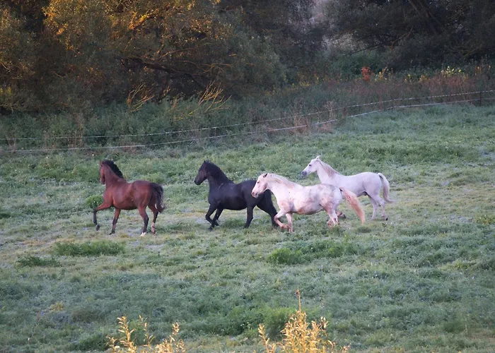 Auerhahn Ferienhaeuser Auerhahn 515 Hasselfelde