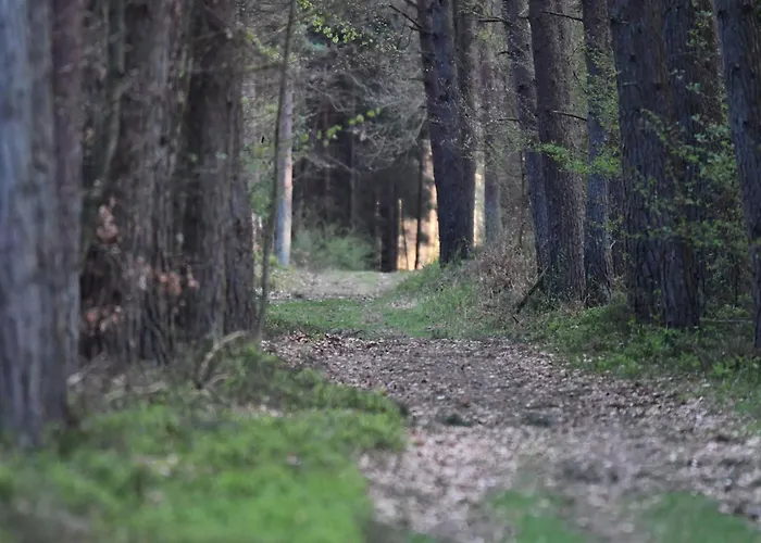 Auerhahn Ferienhaeuser Auerhahn 515 * Hasselfelde
