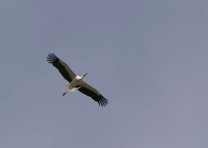 Auerhahn Ferienhaeuser Auerhahn 515
