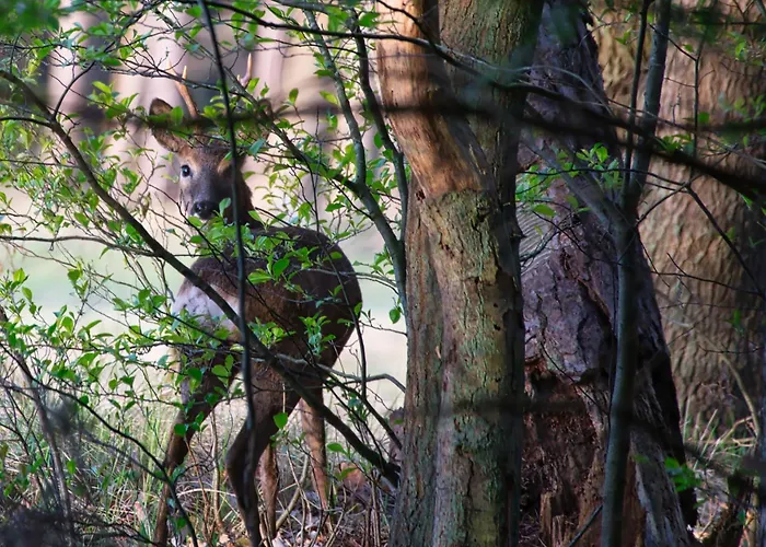 Auerhahn Ferienhaeuser Auerhahn 515 Prázdninový dům Hasselfelde